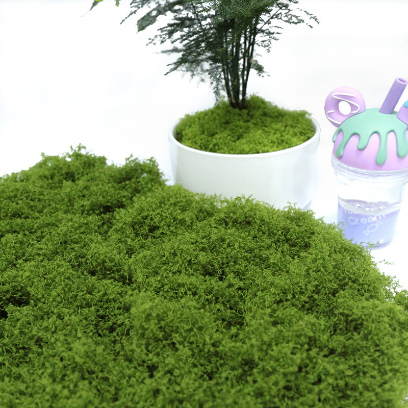 【P】50g Fake Moss DIY Crafts Gr - đánh giá và giá Sphagnum Moss Dry