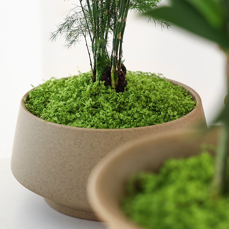 Large Pack Realistic Artificia - đánh giá và giá Sphagnum Moss Dry